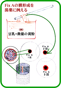 FIX A̖`𓒗tɗႦ